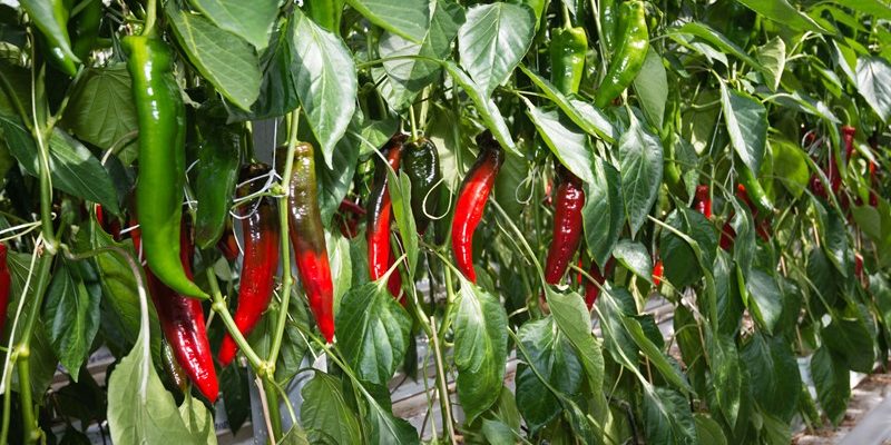 Nederland sluit belastingverdrag met Chili