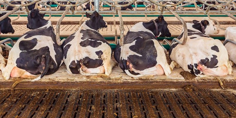 Gehalten dikke fractie na mestscheiding niet aannemelijk
