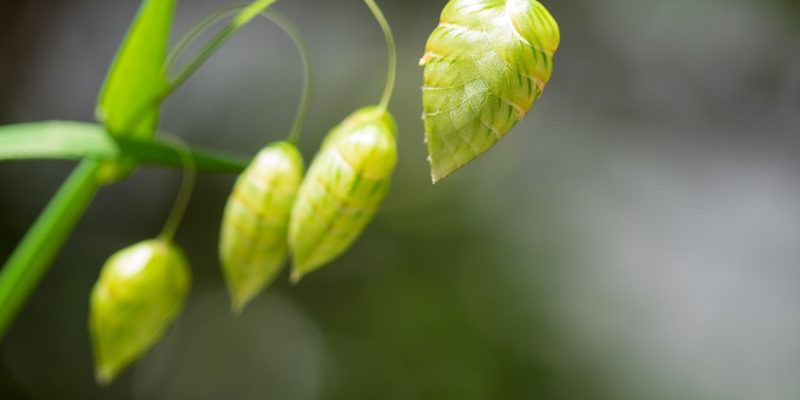 Kort kijken, hoog schatten: het hof fluit de inspecteur terug